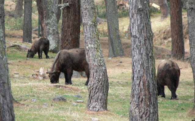 fauna bufalo Christianity in Bhutan