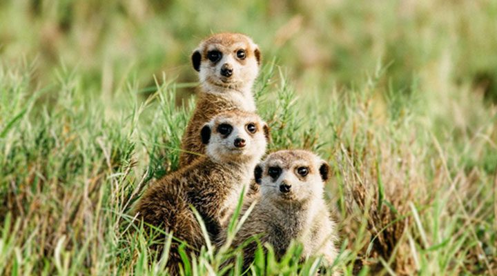 Fauna Christianity in Botswana