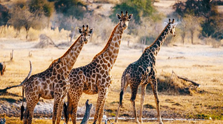 Geraffe Christianity in Botswana