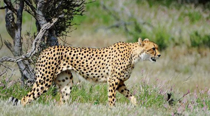 chettah Christianity in Botswana