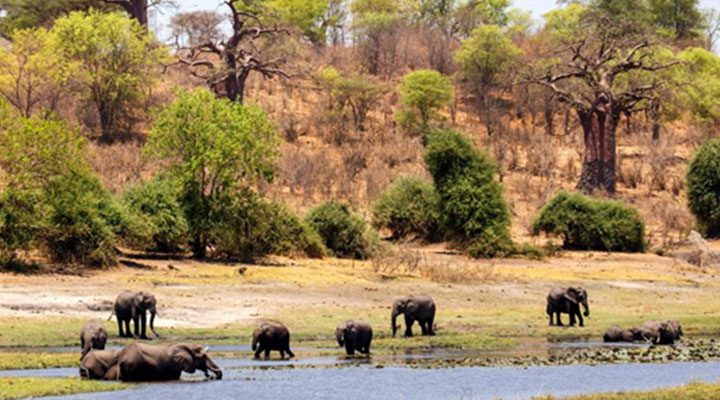 flora 3 Christianity in Botswana
