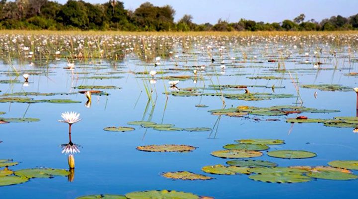 flora 4 Christianity in Botswana