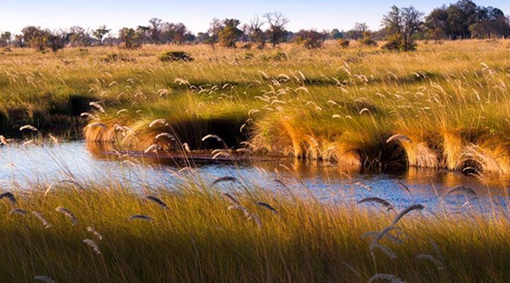 flora Christianity in Botswana