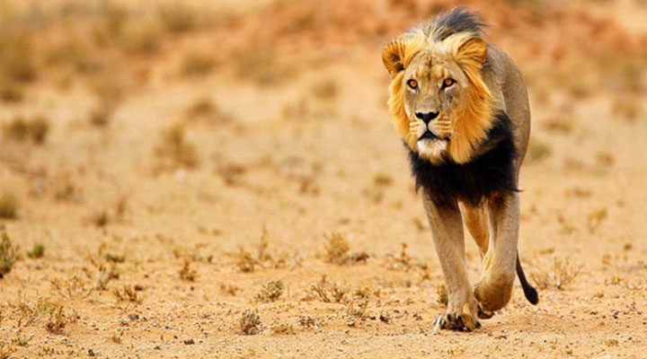 lion Christianity in Botswana