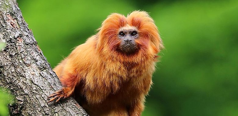 fauna 4 Christianity in Brazil
