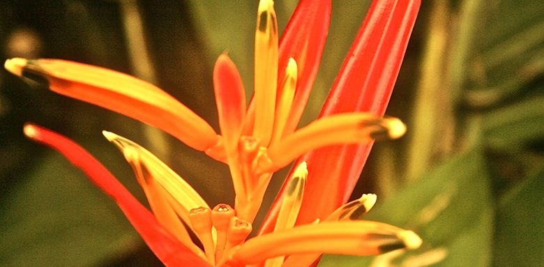 flora Christianity in Brazil