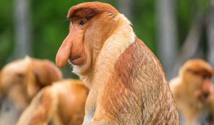 fauna 2 Christianity in Brunei