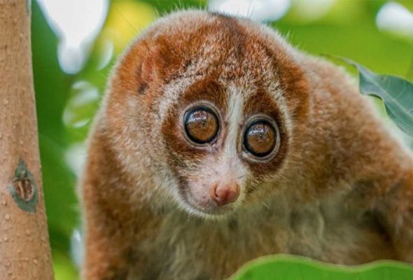 fauna 3 Christianity in Brunei