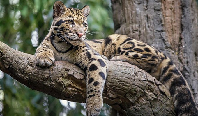 fauna 4 Christianity in Brunei