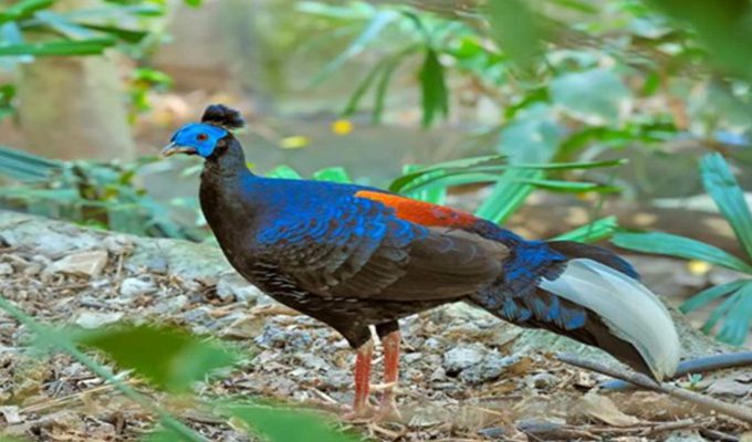 fauna Christianity in Brunei