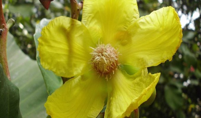 flora 3 Christianity in Brunei