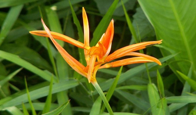 flora Christianity in Brunei