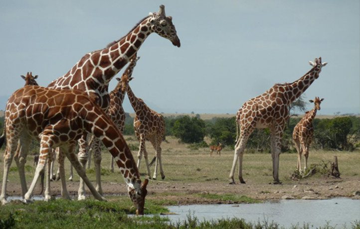 fauna 5 Christianity in Burundi