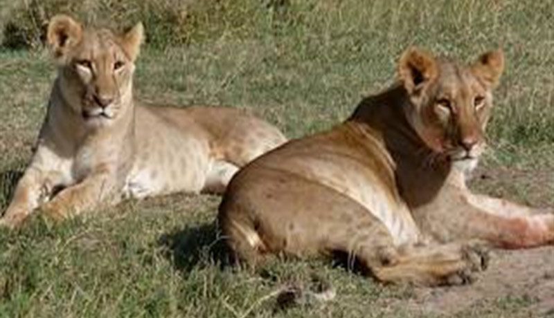 fauna 6 Christianity in Burundi