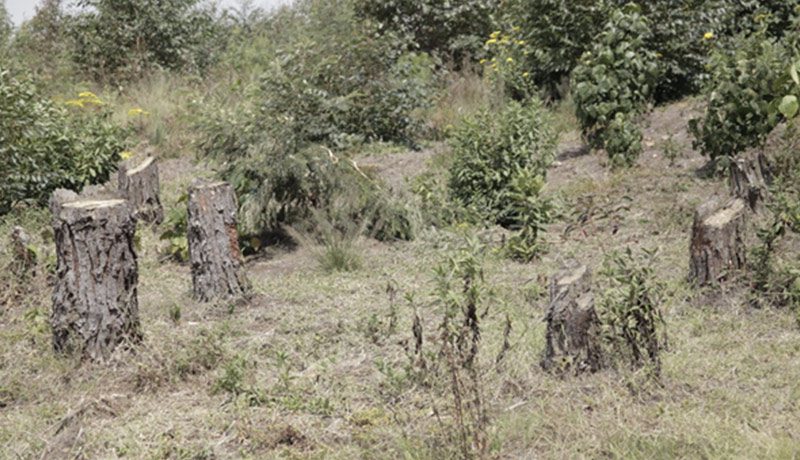 flora 2 Christianity in Burundi