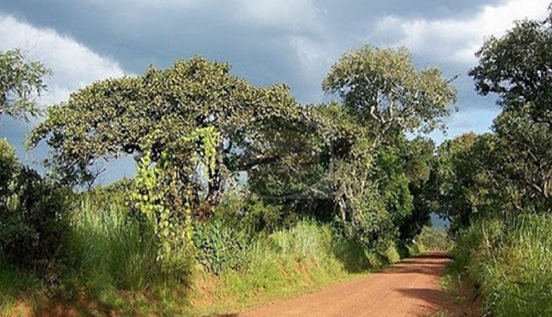 flora 3 Christianity in Burundi