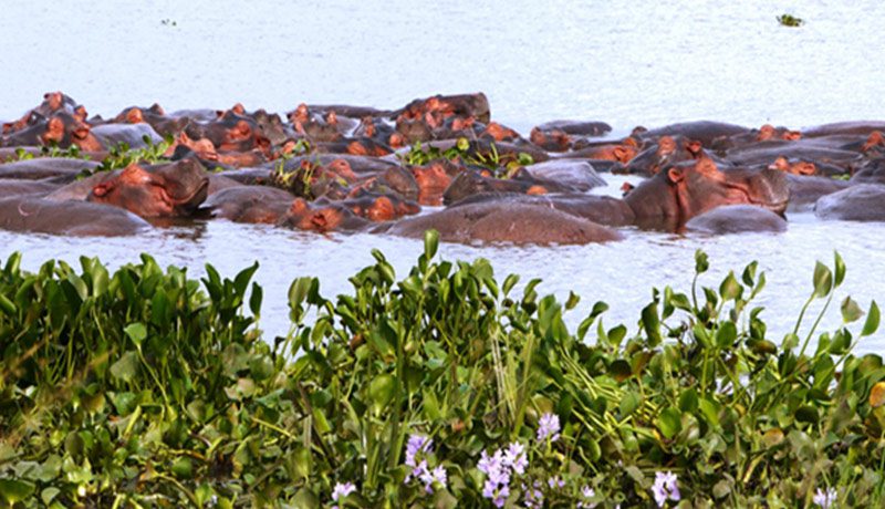 flora 4 Christianity in Burundi