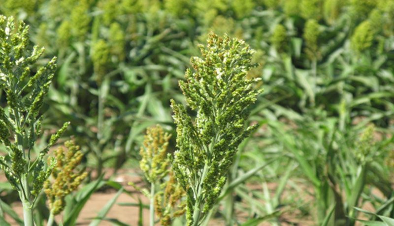 flora Christianity in Burundi