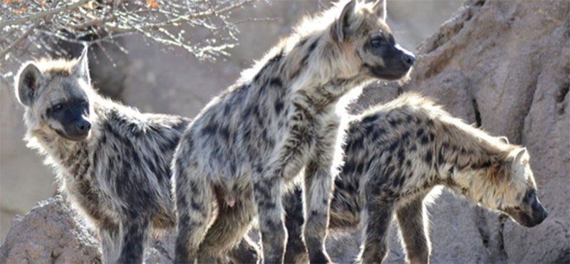 hyena fauna Christianity in Burundi