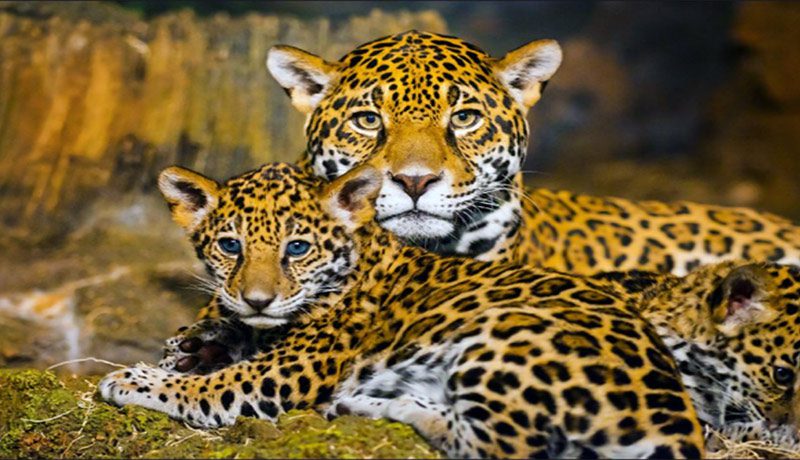 leopard fauna Christianity in Burundi