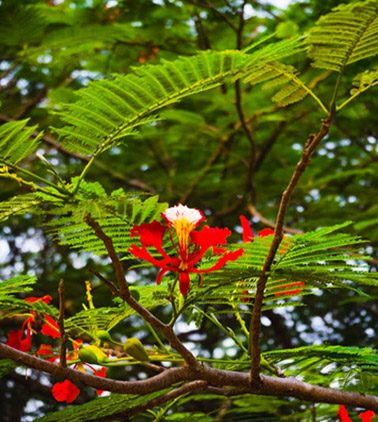 flora 4 Christianity in Cote d’Ivoire