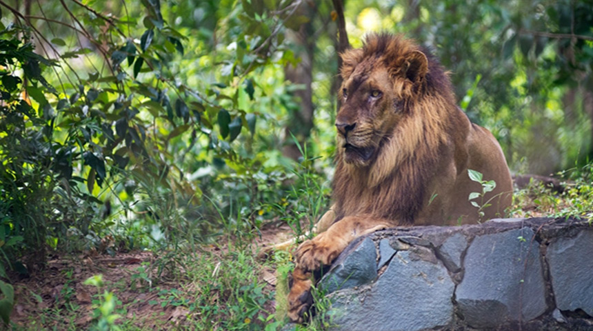 lion fauna Christianity in Cambodia