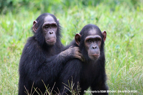 chimp fauna Christianity in Cameroon