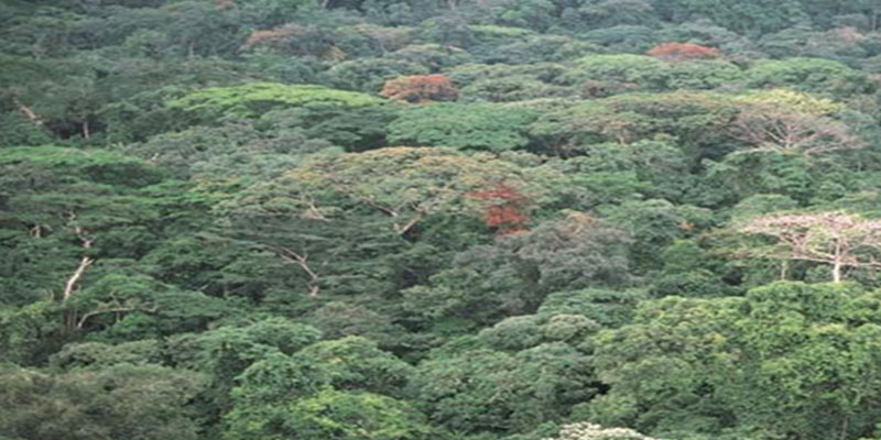 flora 2 Christianity in Cameroon