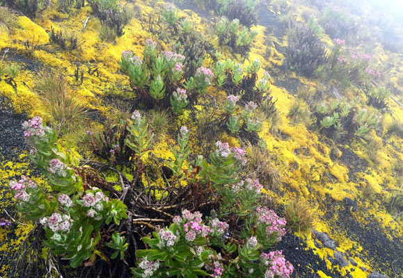 flora 4 Christianity in Cameroon