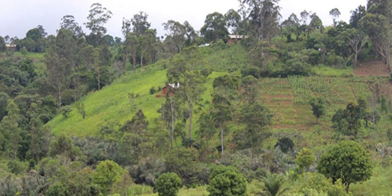 Flora pictorial excerts