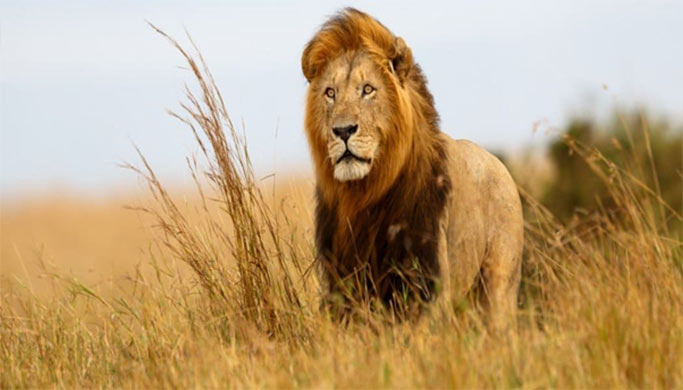 lion fauna Christianity in Cameroon