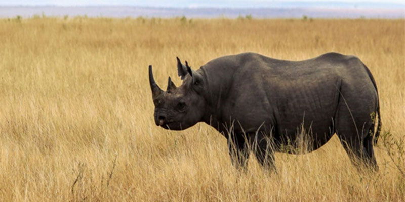 rhino fauna Christianity in Cameroon