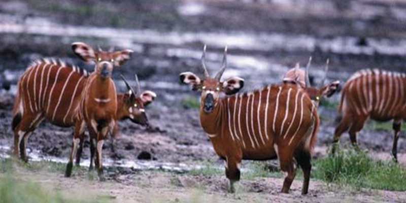 fauna 3 Christianity in Central African Republic