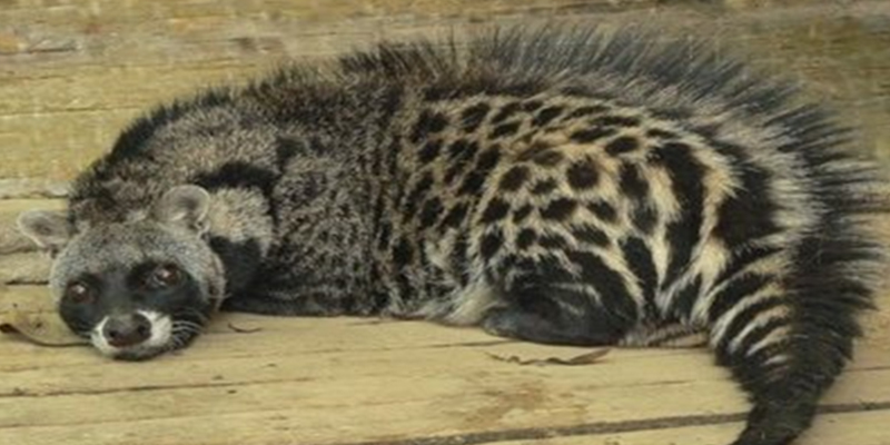 fauna 4 Christianity in Central African Republic