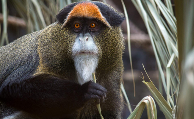 fauna 5 Christianity in Central African Republic