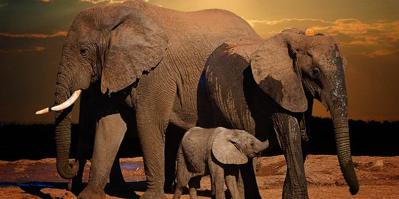 fauna elephant Christianity in Central African Republic