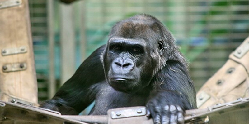 fauna gorrira Christianity in Central African Republic