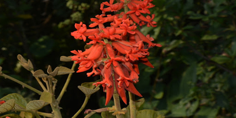 flora 2 Christianity in Central African Republic