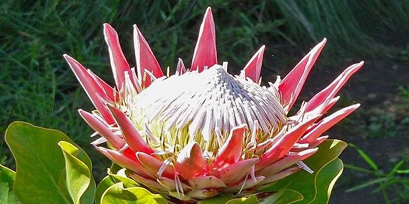 flora 3 Christianity in Central African Republic