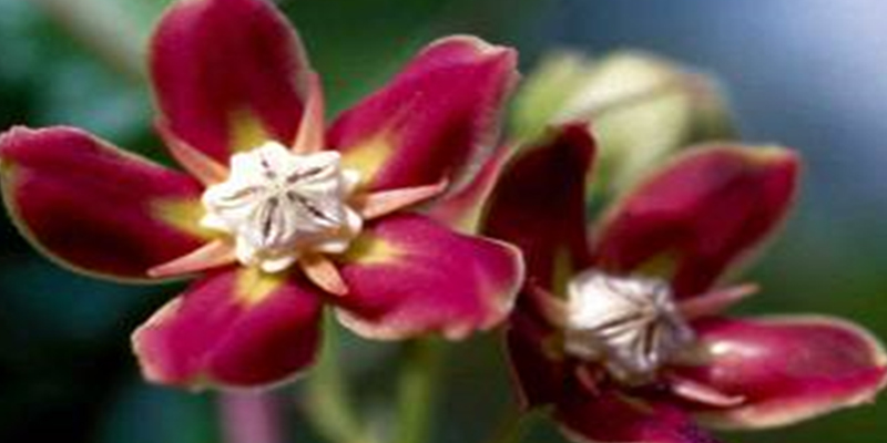 flora 4 Christianity in Central African Republic