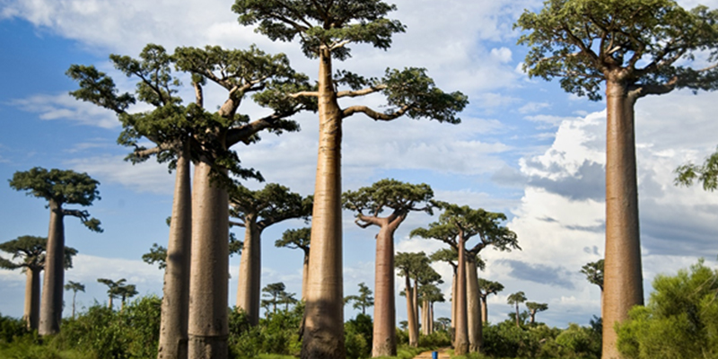 flora 5 Christianity in Central African Republic