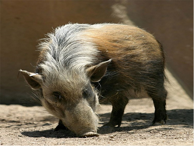 Fauna - Warthog