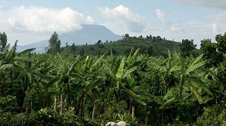 Congolese Flora