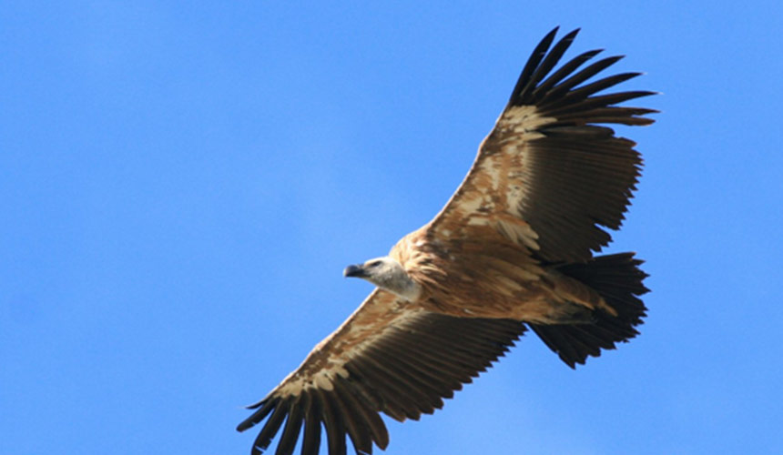 Eagle Fauna Eagle FAUNA