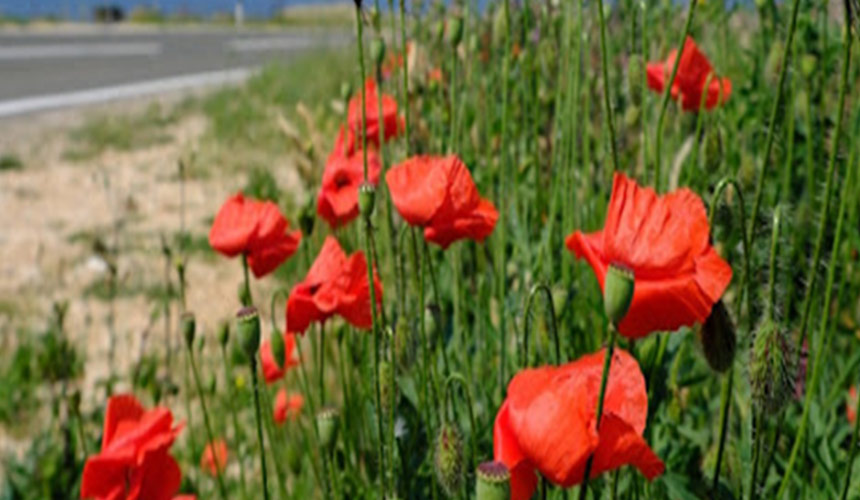 Croatian Flora Flora 5