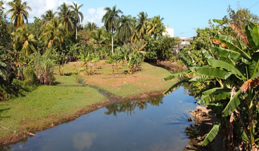 flora in cuba