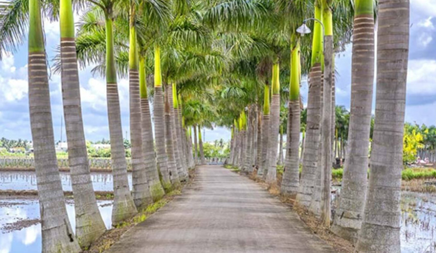 flora in cuba