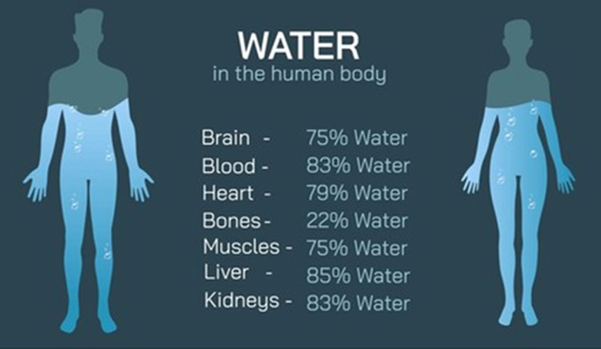 Water in the human body