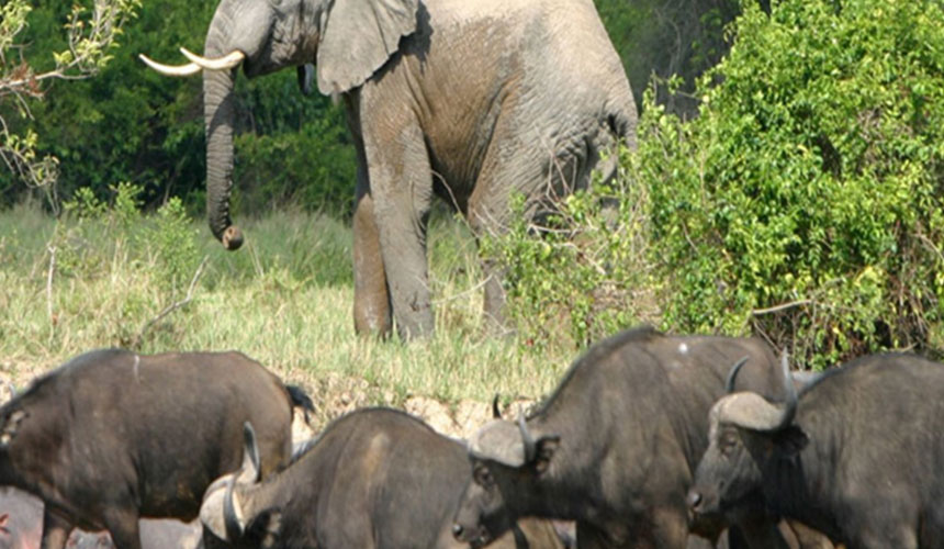 Elephant Bufalo Elephant - Bufalo