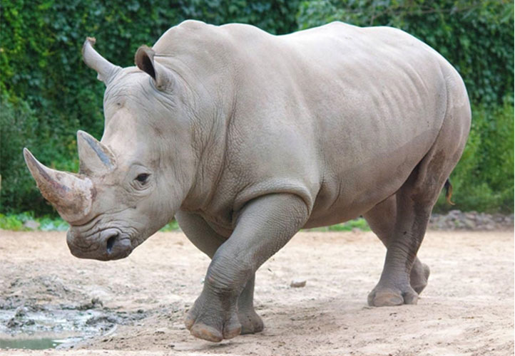 rhino